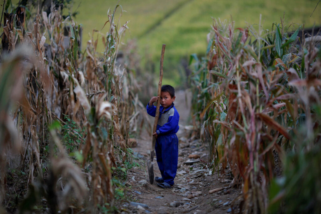 A North Korean boy holds a spade in a corn field in area damaged by floods and typhoons in the Soksa-Ri collective farm in the South Hwanghae province DPRK September 29, 2011. REUTERS/Damir Sagolj/File Photo